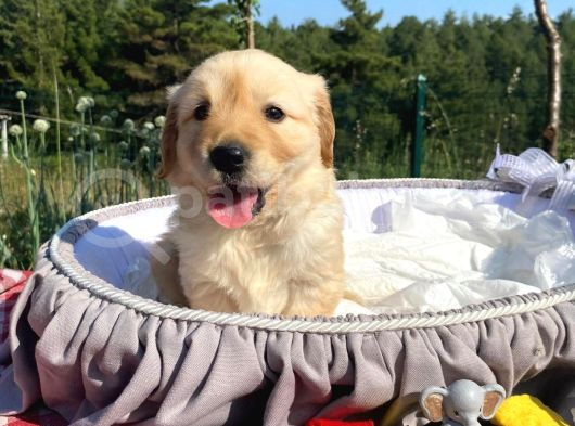 Baby Face Safkan Golden Retriever Yavrularımız görsel