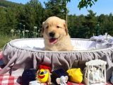 Baby Face Safkan Golden Retriever Yavrularımız