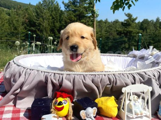Baby Face Safkan Golden Retriever Yavrularımız görsel