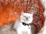 British Shorthair Bluepoint Yavrular