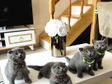 Scottish Fold Top Kafa Yavrular