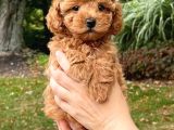 Toypoodle Değil Maltipoo Bebekler