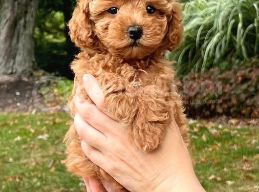 Toypoodle Değil Maltipoo Bebekler görsel