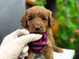 Dizayn Irk Maltipoo Tüy Dökmez Koku Yapmaz