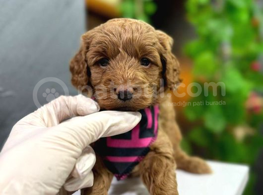 Dizayn Irk Maltipoo Tüy Dökmez Koku Yapmaz görsel