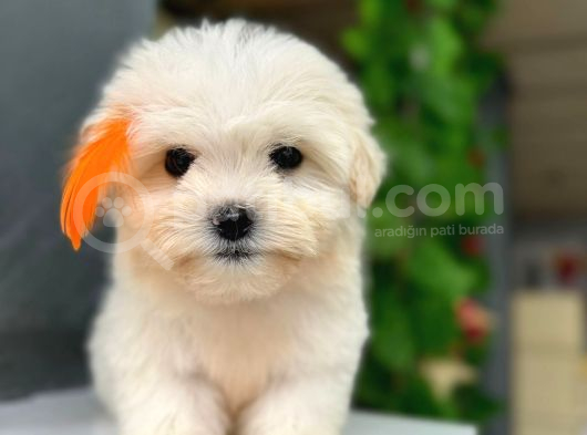 Orji̇nal Maltese Bebekleri̇ görsel
