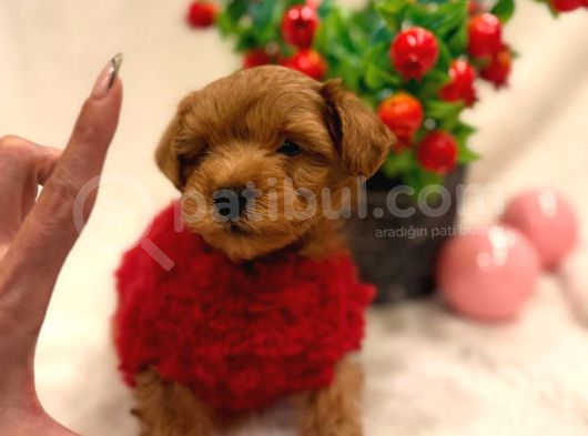 Poodle Ayarinda Malti̇polar