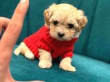 Irk Ve Sağlik Garanti̇li̇ Malti̇poo