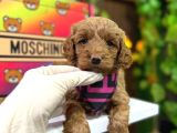 Dizayn Irk Maltipoo Tüy Dökmez Koku Yapmaz