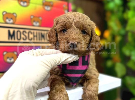 Dizayn Irk Maltipoo Tüy Dökmez Koku Yapmaz görsel