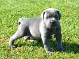 Blue Cane Corso Yavrularimiz