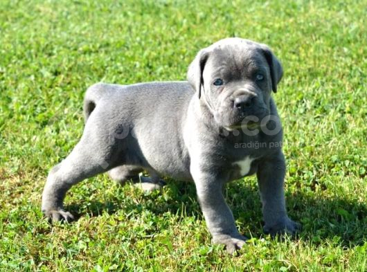Blue Cane Corso Yavrularimiz görsel