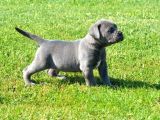 Blue Cane Corso Yavrularimiz