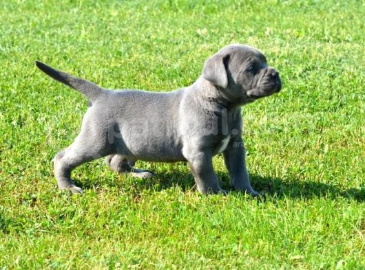 Blue Cane Corso Yavrularimiz görsel
