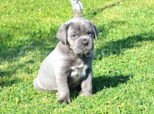 Blue Cane Corso Yavrularimiz görsel