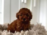 TOY POODLE