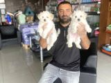 Renk Renk Orji̇nal Malti̇po Yavrular Ankara  Mağazamizda Görün