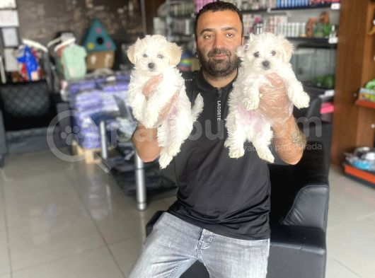 Renk Renk Orji̇nal Malti̇po Yavrular Ankara  Mağazamizda Görün görsel