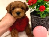 Orji̇nal Malti̇po Yavrulariniz Burada