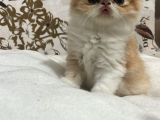 İran egzotik 25 nisan dogumlu erkek ve dişi