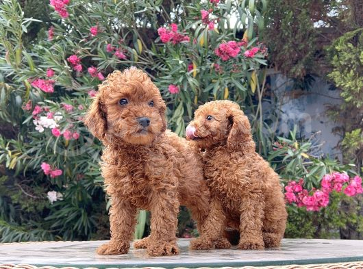 Red Brown Toy Poodle Yavrular Irk Garantili görsel