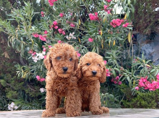 Red Brown Toy Poodle Yavrular Irk Garantili görsel