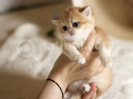 Show Kalite British Shorthair Golden Bebekler görsel