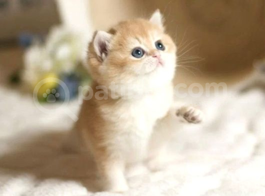 Show Kalite British Shorthair Golden Bebekler görsel