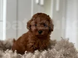 Toy Poodle Bebekler