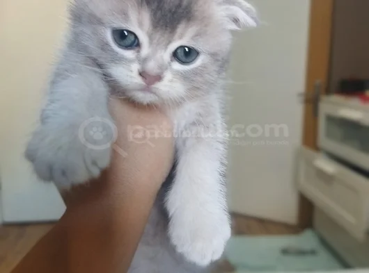 Eğik Kulaklı Çok Tatlı Yavrularım görsel