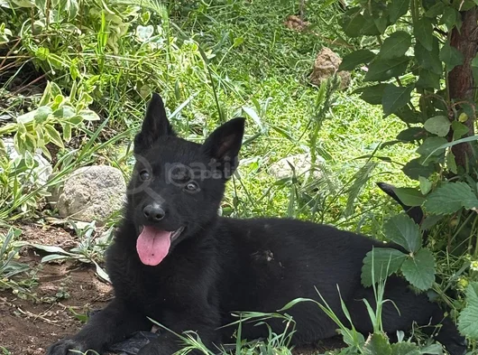Soli̇d Black - Bicolor Worki̇ng Li̇ne Yavrular görsel