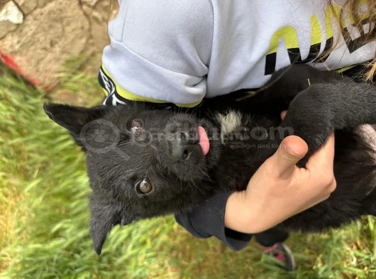 Soli̇d Black - Bicolor Worki̇ng Li̇ne Yavrular görsel