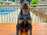 Doberman Yavruları 