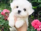 Süslü Maltese Mini boy yavrularımız