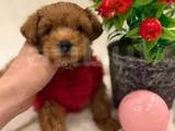 Poodle Ayarinda Malti̇po Yavrulari