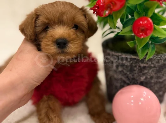 Poodle Ayarinda Malti̇po Yavrulari görsel