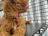 4Aylik Yavru Poodle