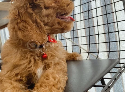 4Aylik Yavru Poodle görsel