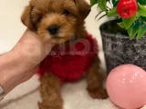 Poodle Ayarinda Malti̇po Yavrulari