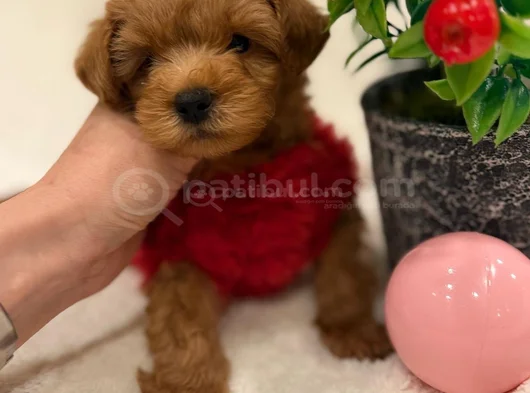 Poodle Ayarinda Malti̇po Yavrulari görsel