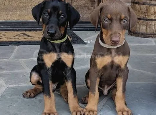 Efsane King Doberman Yavrularımız görsel