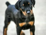 Efsane King Doberman Yavrularımız