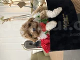 Türkiyenin En Özel Maltipoo Bebekleri Için Doğru Adrestesin