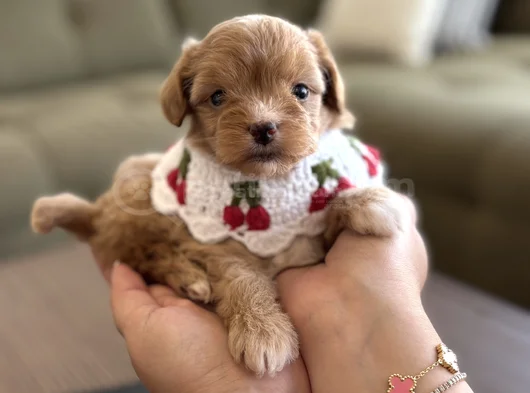 Muhtesem Maltipoo Yavruları