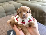 Muhtesem Maltipoo Yavruları