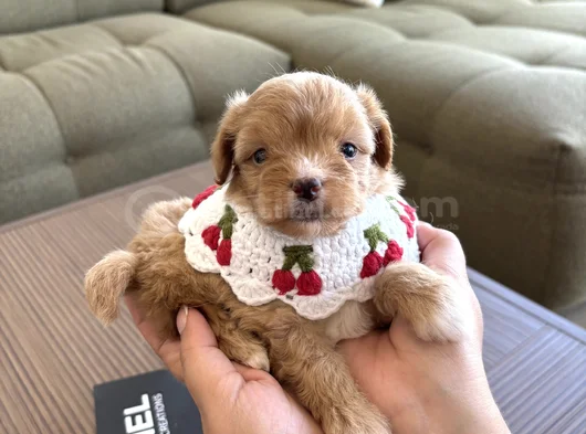 Muhtesem Maltipoo Yavruları görsel