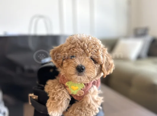 Hayalinizdeki Maltipoo Bebek görsel