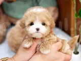 Kore Teacup Maltipoo
