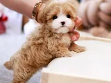 Kore Teacup Maltipoo
