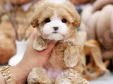 Kore Teacup Maltipoo